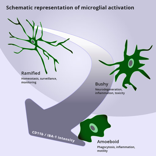 CD11b a marker of activated microglia